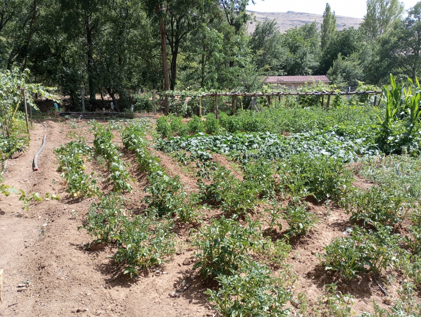 KAYSERİ DEVELİ ZİLE MAHALLESİ KÜÇÜKGÖLALTI MEVKİİNDE SATILIK BAHÇE